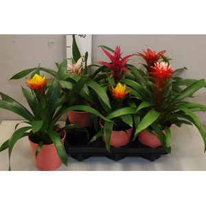 BROMELIA GEM