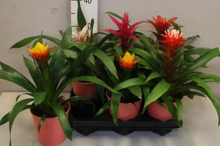 <h4>BROMELIA GEM</h4>
