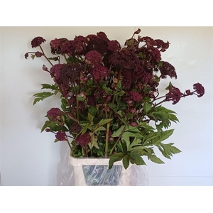 Angelica Gigas