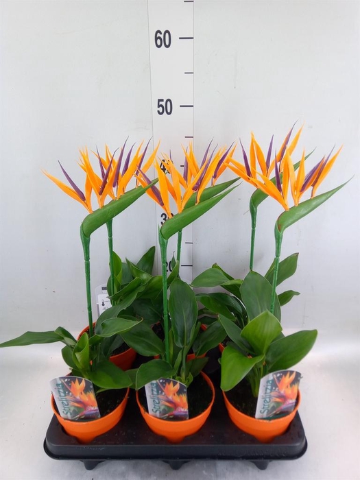 <h4>Arr. Strelitzia L%</h4>