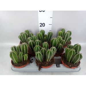 Cereus   ...