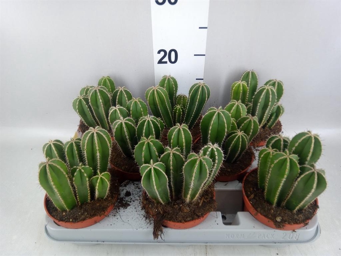 <h4>Cereus   ...</h4>