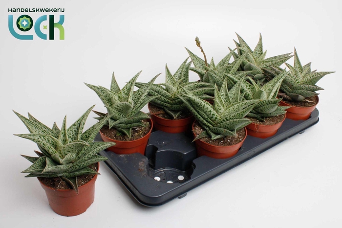 <h4>Aloë Tribal</h4>