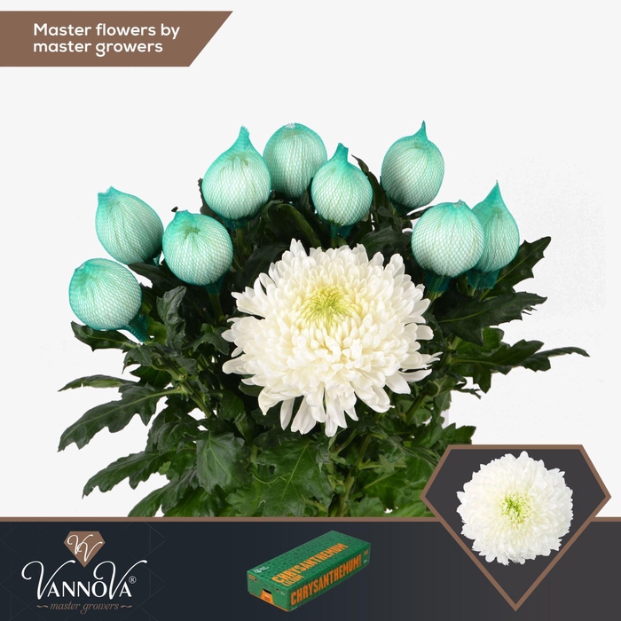 <h4>CHRYSANTHEMUM PL 'MAGNUM'</h4>