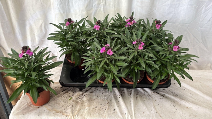 <h4>ERYS LINIFOLIUM</h4>