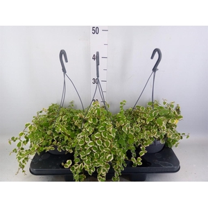 Ficus pumila 'Sunny'