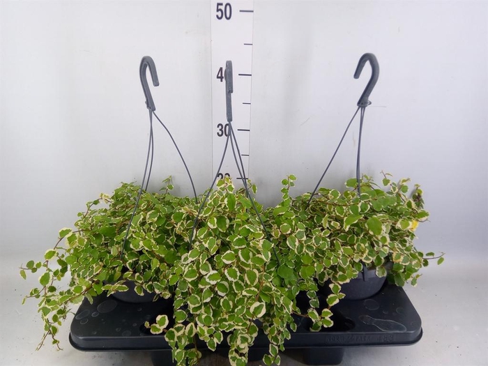 <h4>Ficus pumila 'Sunny'</h4>