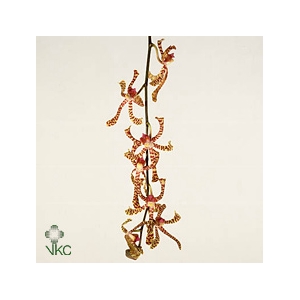 D Arachnis Top Red L