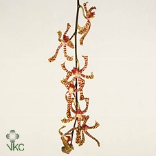 <h4>D Arachnis Top Red L</h4>