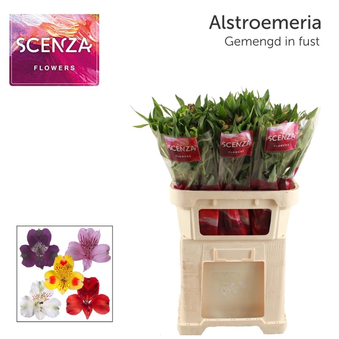 <h4>ALSTR GEM IN FUST Scenza</h4>