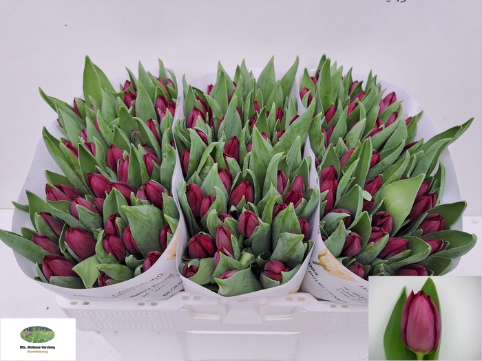 <h4>TU EN CAVIAR</h4>