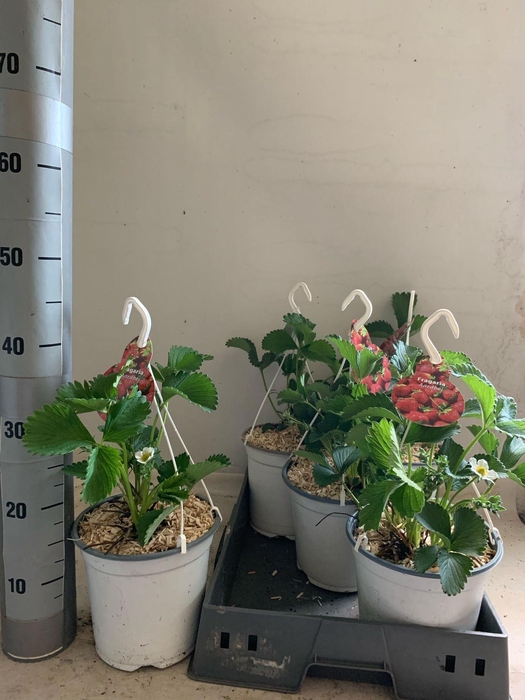 <h4>FRAG ELSANTA</h4>