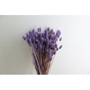 Dried Phalaris X5 Frosted Milka Bunch