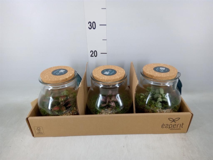 <h4>Arr. Planten L%</h4>