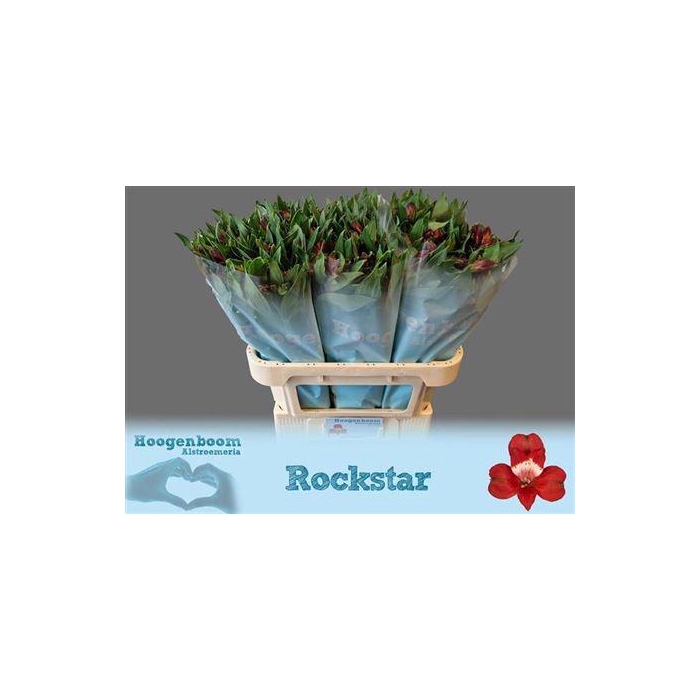 <h4>Alstr Rockstar</h4>