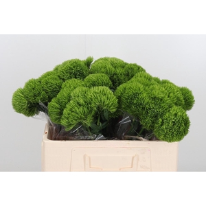 Dianthus Barbatus Overig