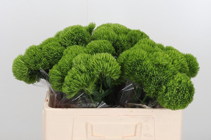 <h4>Dianthus Barbatus Overig</h4>