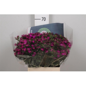 Di Barb Am Neon Purp