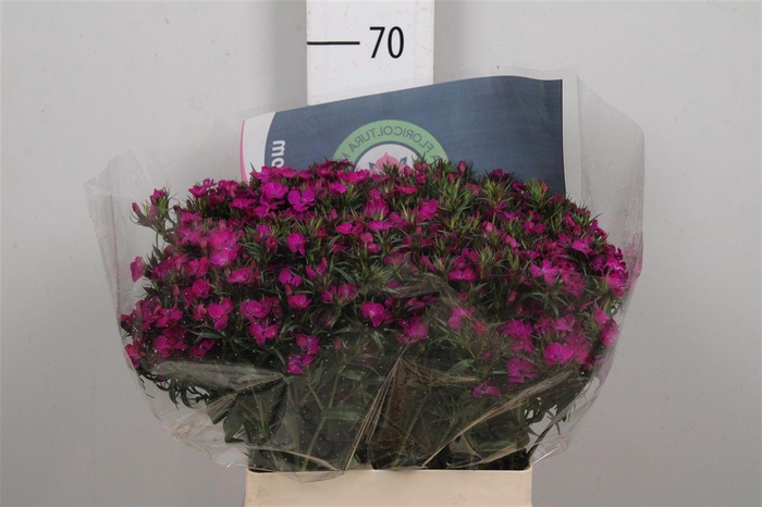 <h4>Di Barb Am Neon Purp</h4>