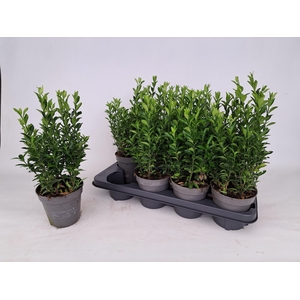 EUONYMUS JA GR SPIRE