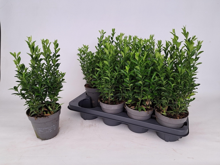 <h4>EUONYMUS JA GR SPIRE</h4>