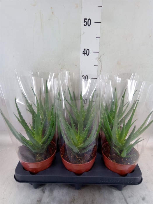 <h4>Aloe arborescens</h4>