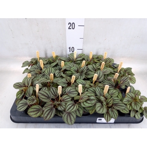 Peperomia albov. 'Piccolo Banda'
