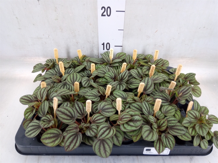 <h4>Peperomia albov. 'Piccolo Banda'</h4>