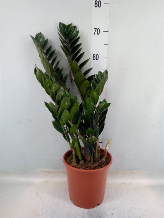 <h4>Zamioculcas zamiifolia 'Super Nova'</h4>