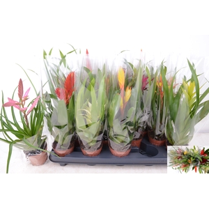 BROMELIA  GEM 14 SRT