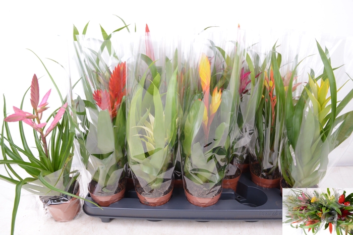<h4>BROMELIA GEM 14 SRT</h4>