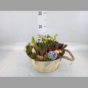 Arr.   Bol/Knolgewas L%