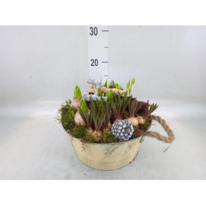 Arr.   Bol/Knolgewas L%