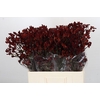 Kangaroo Paw Bush Ruby