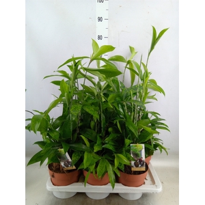 Dracaena surculosa