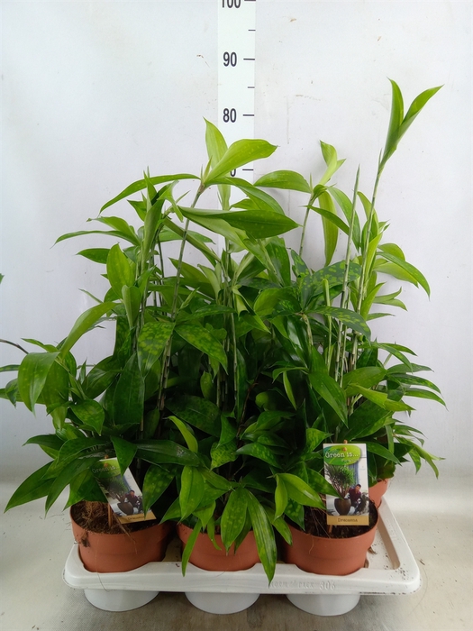 <h4>Dracaena surculosa</h4>