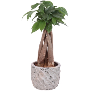 Pachira Braided Ø09cm in Ø11cm Ceramic NT668