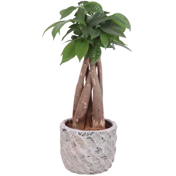 <h4>Pachira Braided Ø09cm in Ø11cm Ceramic NT668</h4>