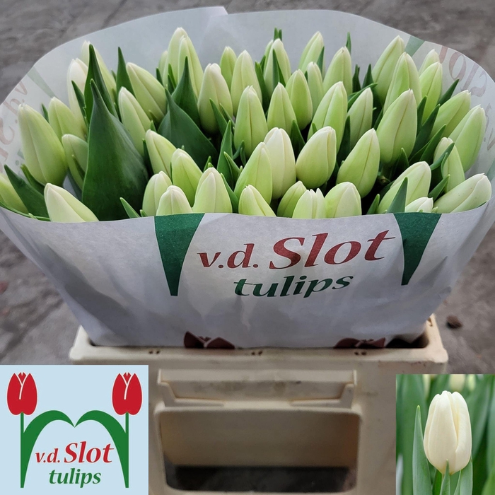 <h4>TU EN ICE RIF</h4>