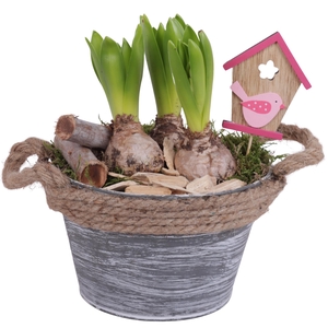 Bulbs Arr. Hyacint Zinc Pot Round Rope Ø17cm 3PP