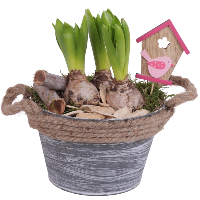 <h4>Bulbs Arr. Hyacint Zinc Pot Round Rope Ø17cm 3PP</h4>