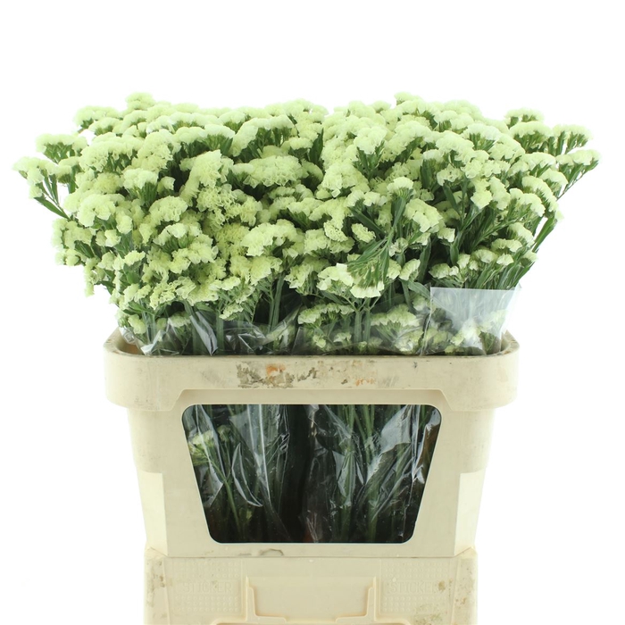 <h4>Limonium St Creme Birds X50</h4>