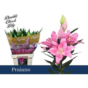 Li Or Praiano 5+