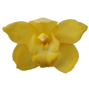 CYMB T ALBINO YELLOW