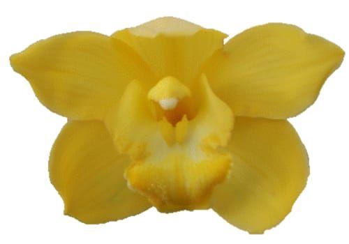 <h4>CYMB T ALBINO YELLOW</h4>