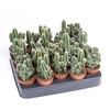 Cereus peruvianus 'Florida'