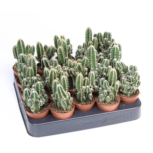Cereus peruvianus 'Florida'