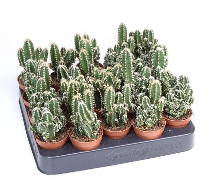 <h4>Cereus peruvianus 'Florida'</h4>