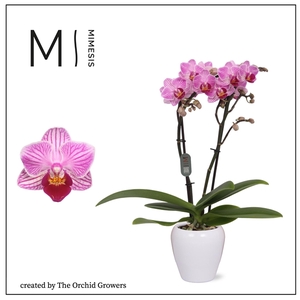 Mimesis Phal. Lotte - 2 spike 7cm in Martine White Ceramic