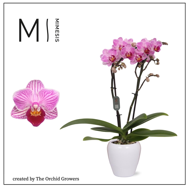 <h4>Mimesis Phal. Lotte - 2 spike 7cm in Martine White Ceramic</h4>